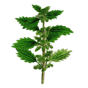 Nettle White.webp