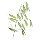 Oats White.webp