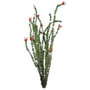 Ocotillo White.webp