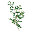 Olive Leaf White.webp