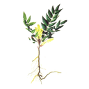 Oregon Grape White.webp