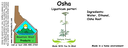 Osha NF 4x1.5.webp