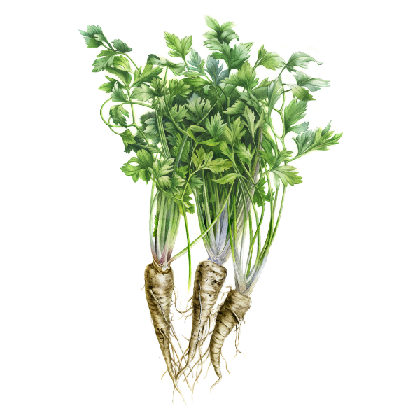 Parsley White.webp