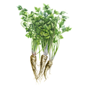 Parsley White.webp