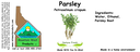 Parsley Root NF 4x1.5.webp