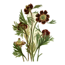 Brown's Peony White.webp