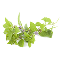 Peppermint Poleo White.webp