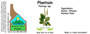 Plantain NF 4x1.5.webp