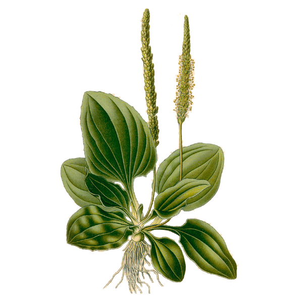 Plantain White.webp