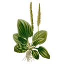 Plantain White.webp