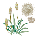 Psyllium White.webp
