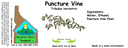 Puncture Vine NF 4x1.5.webp