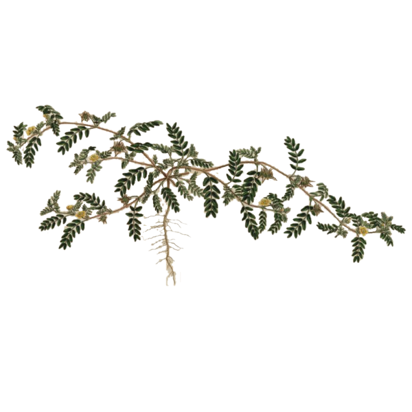 Puncturevine White.webp