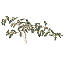 Puncturevine White.webp