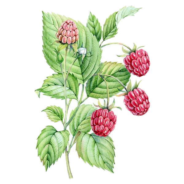Raspberry Leaf White.webp
