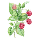 Raspberry Leaf White.webp