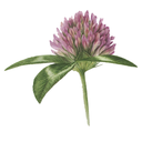 Red Clover White.webp