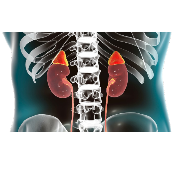 Gland - Adrenal White.webp