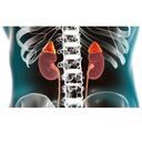 Gland - Adrenal White.webp