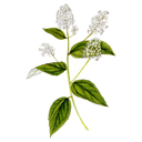 Red Root White.webp