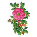 Rose Hips White.webp