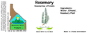 Rosemary NF 4x1.5.webp