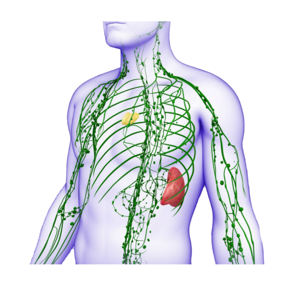 Gland - Lymph Along White.webp