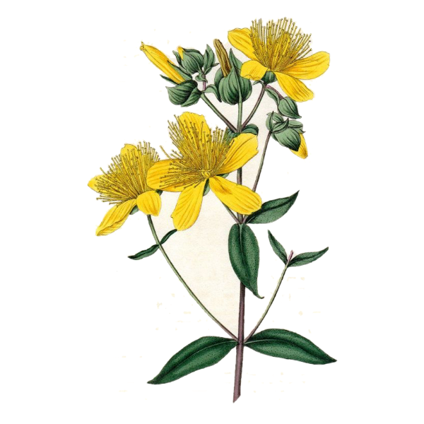 Saint John's Wort White.webp