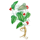 Sarsaparilla White.webp