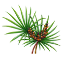 Saw Palmetto White.webp