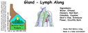 Gland - Lymph Along ST 4x1.5.webp