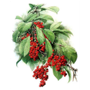 Schisandra White.webp