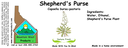 Shepherd's Purse NF 4x1.5.webp