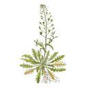 Shepherd's Purse White.webp