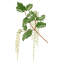 Silk Tassel White.webp