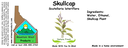 Skullcap NF 4x1.5.webp