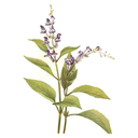 Skullcap White.webp