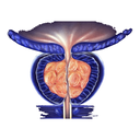 Gland - Prostate White.webp