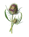 Teasel White.webp