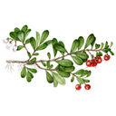 Uva Ursi White.webp