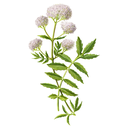Valerian White.webp