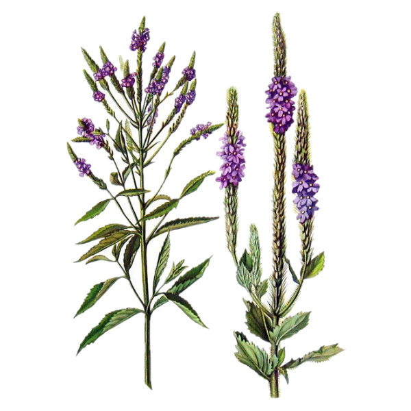 Verbena White.webp