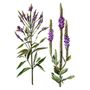 Verbena White.webp