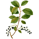 Wild Cherry White.webp