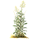 Wild Lettuce White.webp