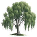 Willow White.webp