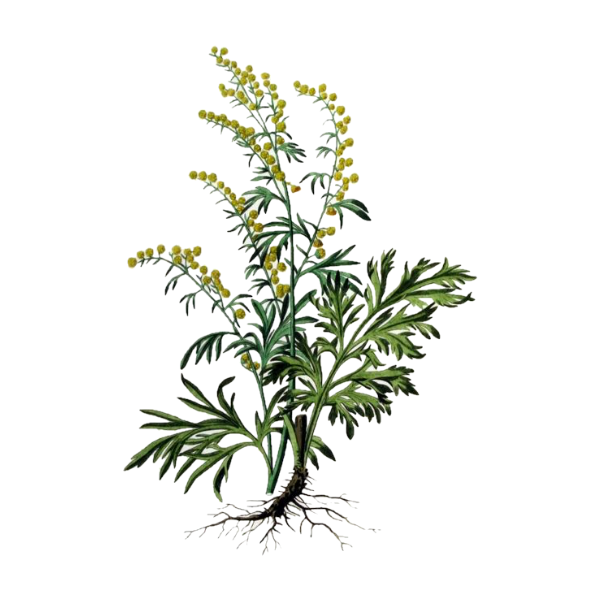 Wormwood White.webp