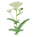 Yarrow White.webp