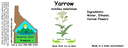 Yarrow NF 4x1.5.webp