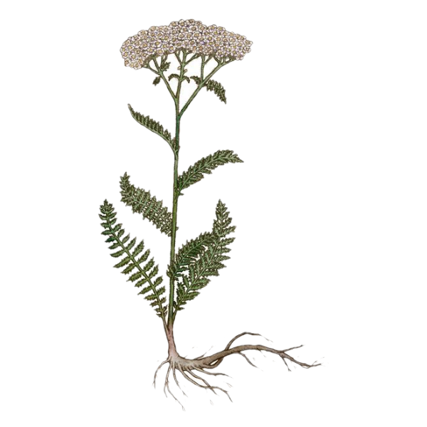 Yarrow Root White.webp